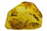 Fossil Moth Fly (Psychdidae) In Baltic Amber #120654-3